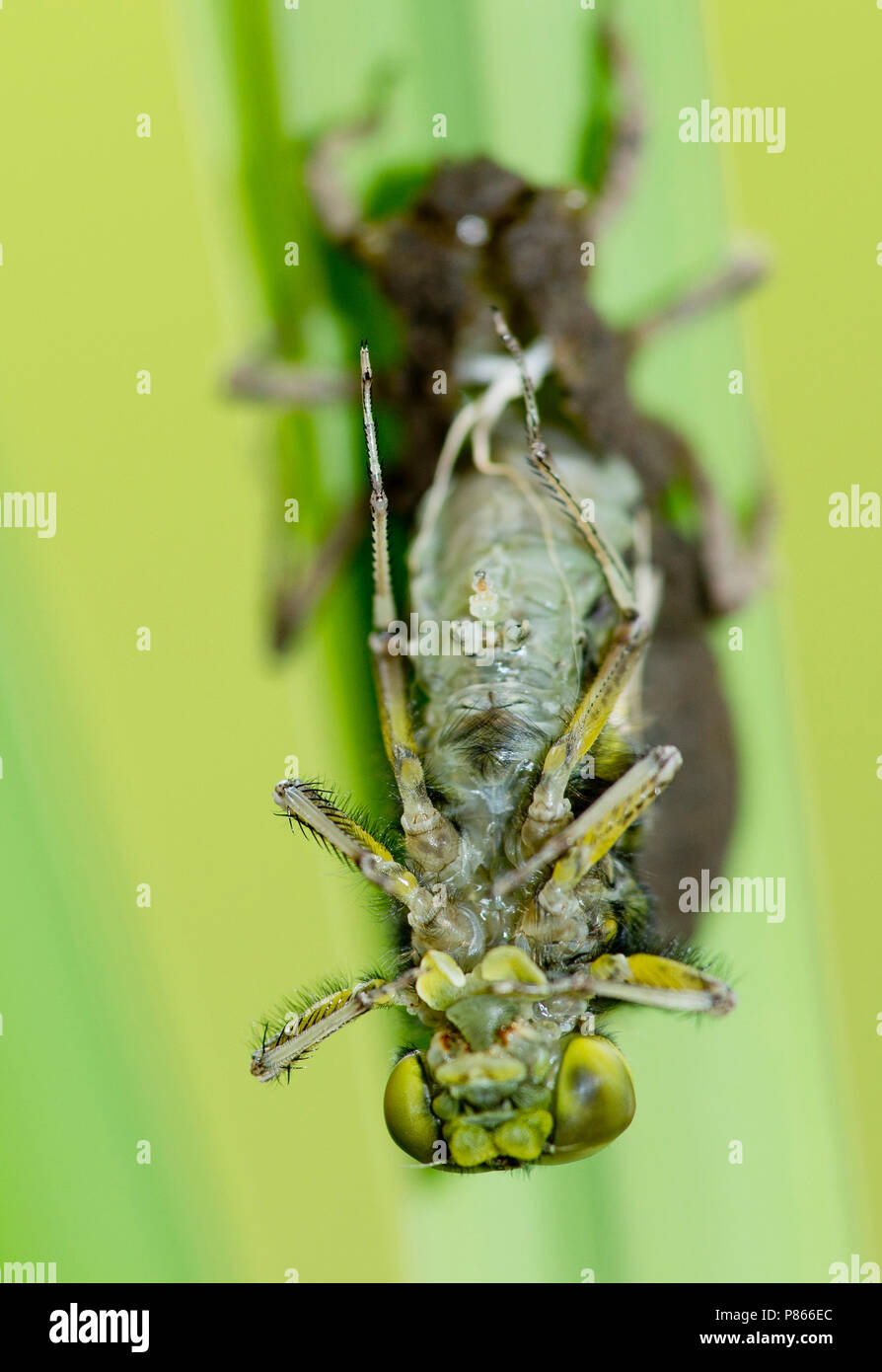 Uitsluipende libel, Molting dragonfly Stock Photo