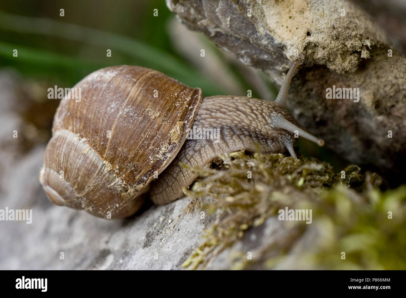 Burgundy snail edible helix hi-res stock photography and images - Alamy