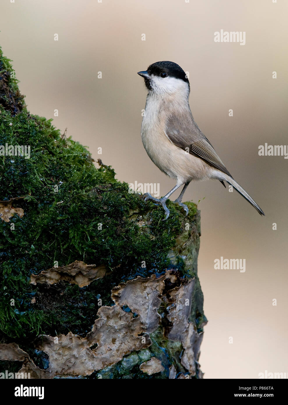 Nature stock image of Willow Tit Stock Photo