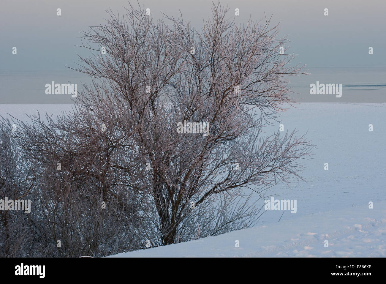 Nature stock image of Dutch winter landscape Stock Photo