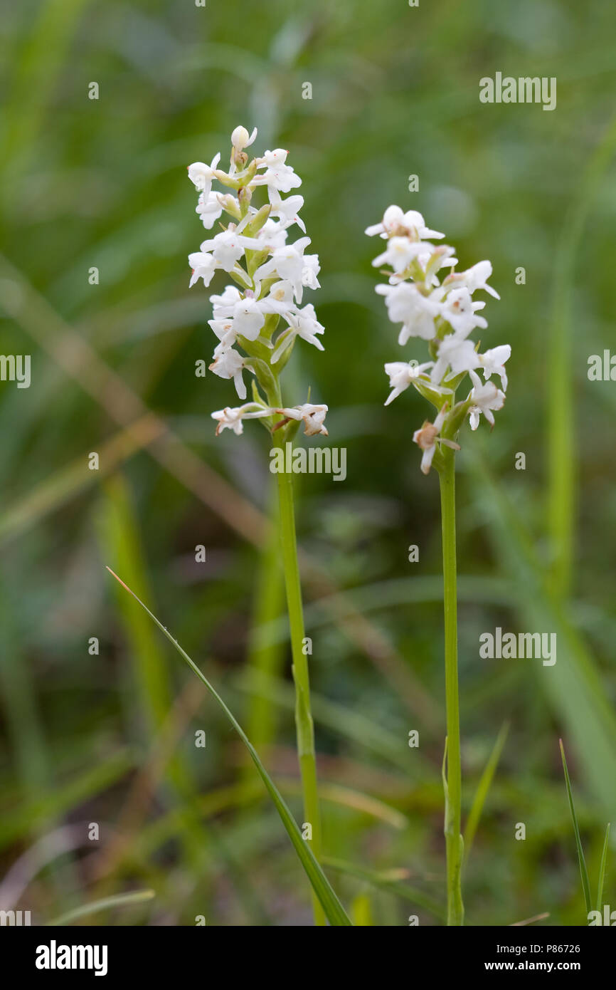 Witte muggenorchis; Small White Orchid Stock Photo
