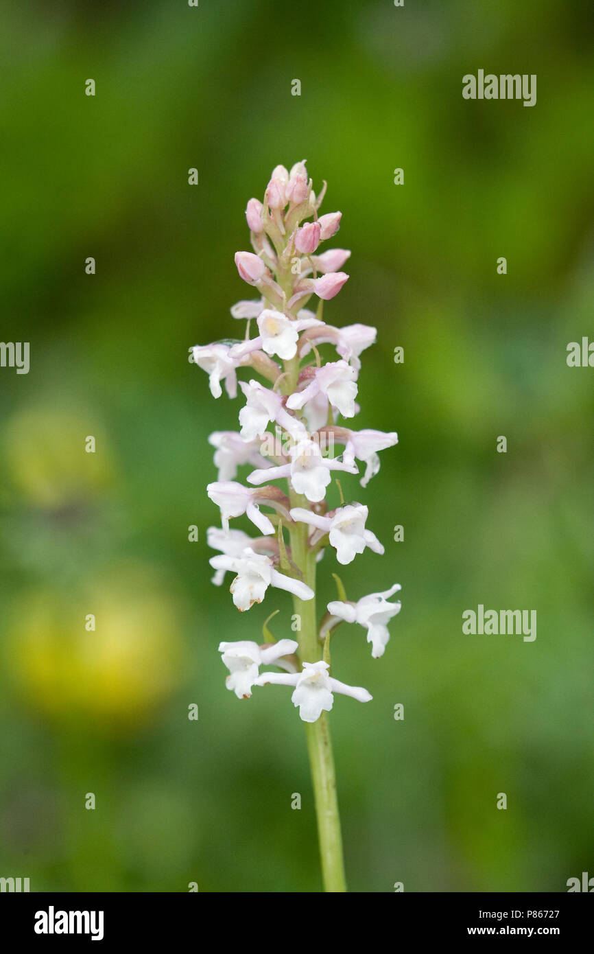 Witte muggenorchis; Small White Orchid Stock Photo