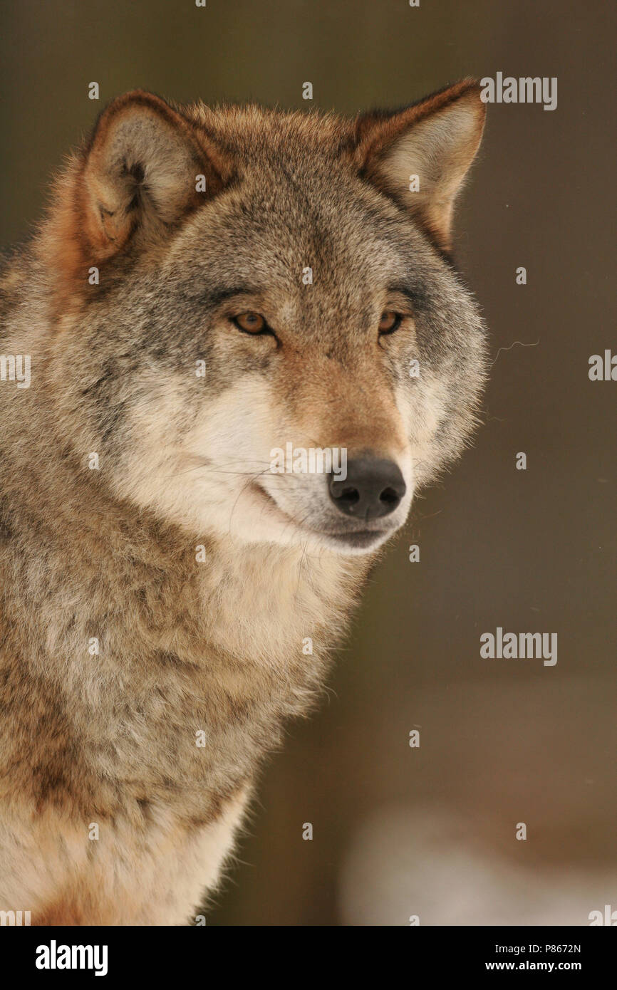 Europese wolf hi-res stock photography and images - Alamy
