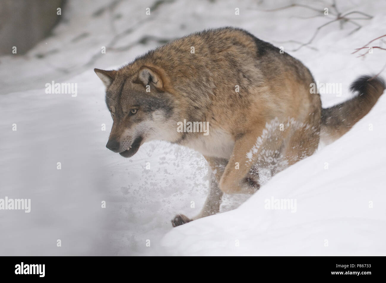 Europese Wolf in de sneeuw; European Wolf in snow Stock Photo