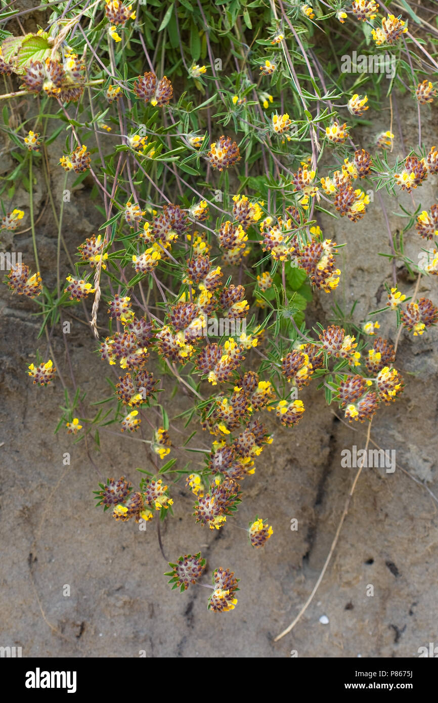 Wondklaver in de duinen; Common kidneyvetch in coastal dunes Stock Photo