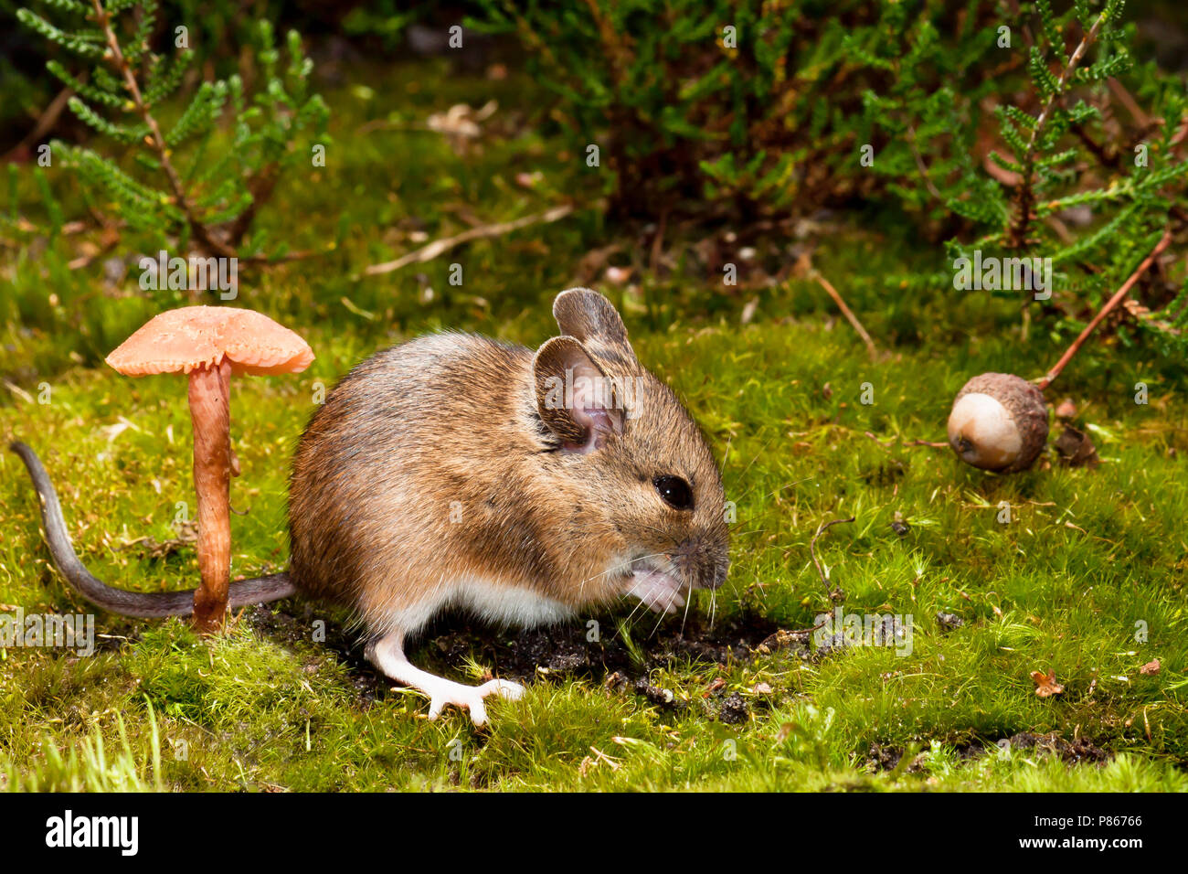 Foeragerende Bosmuis; Foraging Wood Mouse Stock Photo