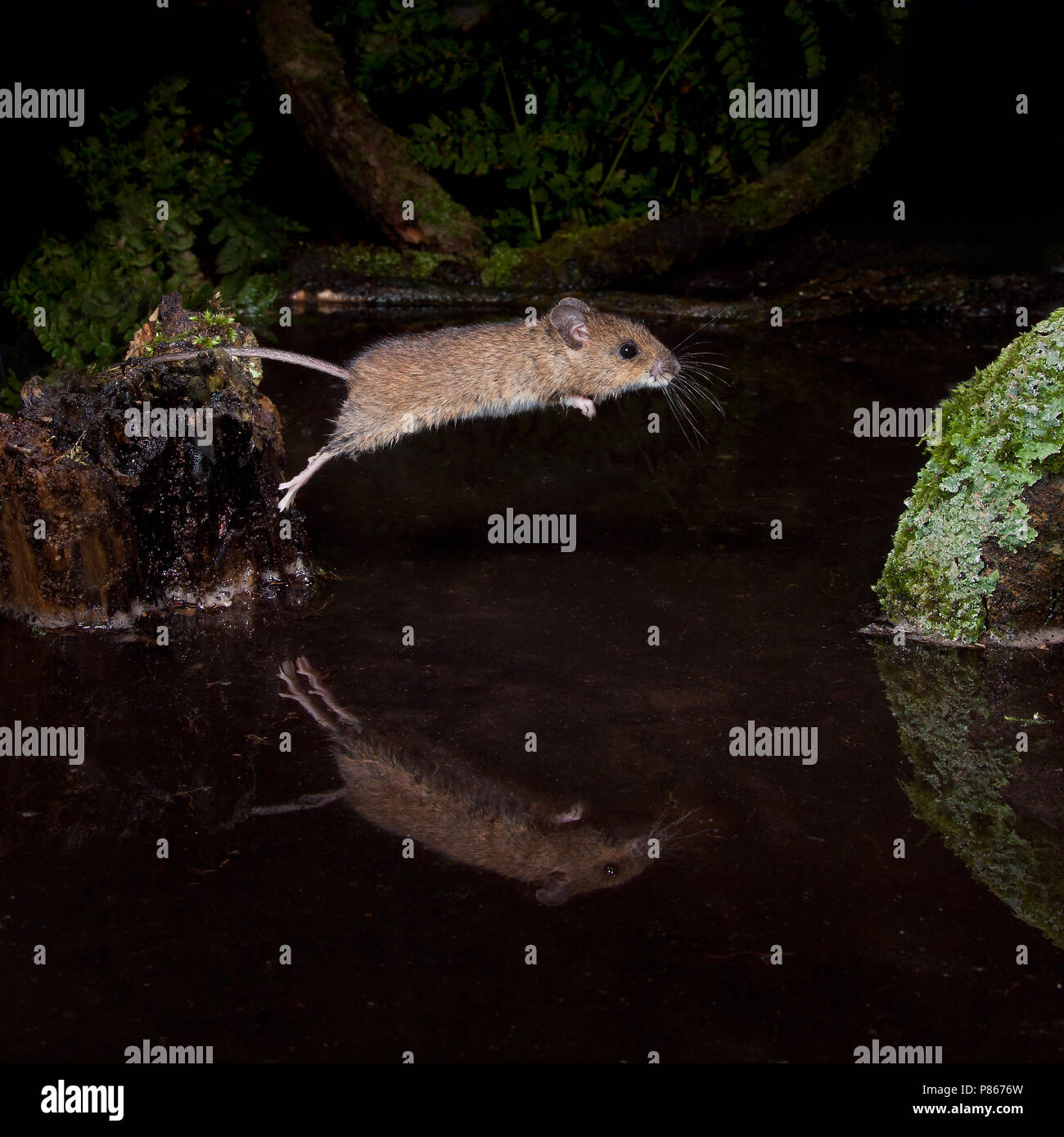 Jumping mouse hires stock photography and images Alamy