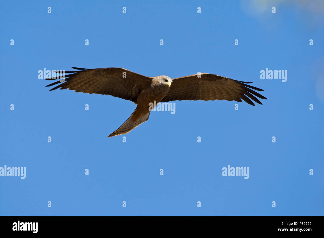 Nature stock image of Yellow-billed Kite in flight Stock Photo