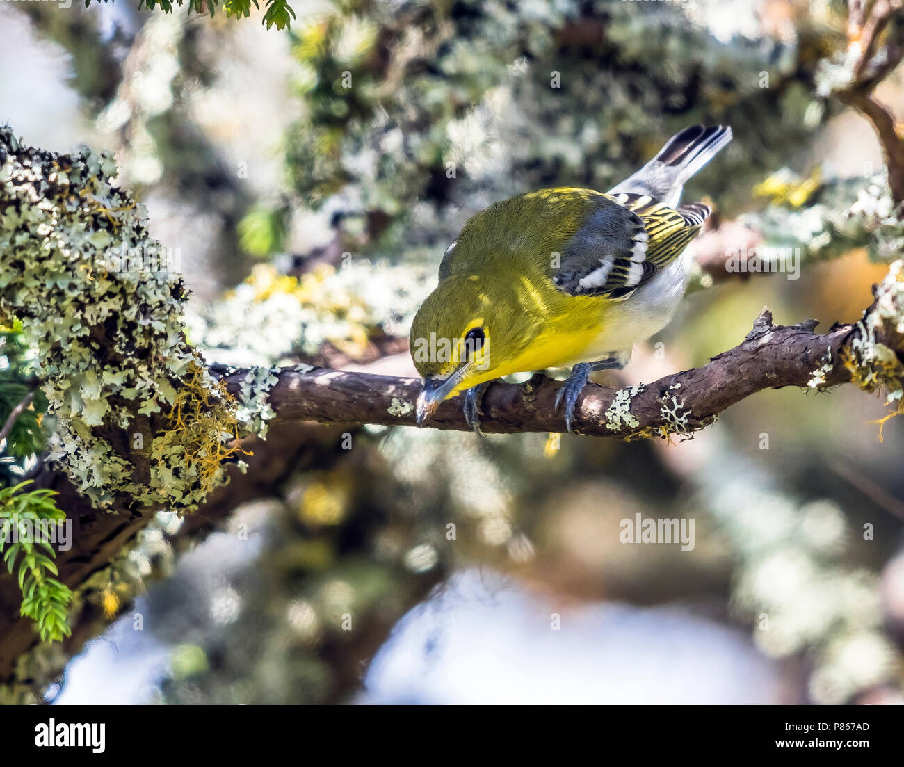 Probably 1st winter Yellow-throated Vireo perched in a juniper tree on the western slopes of the Tennessee valley, Corvo, Azores. October 15, 2017. Stock Photo