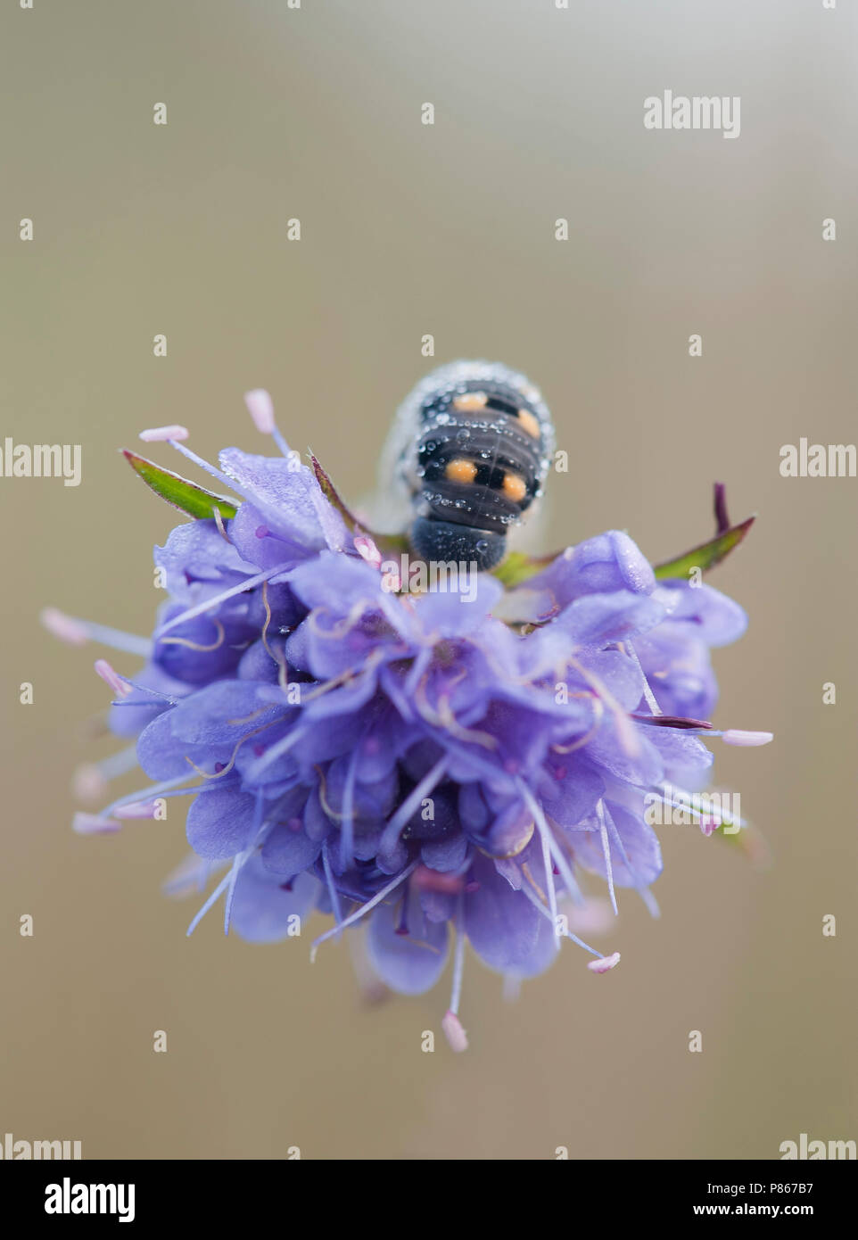 Sawfly insect hi-res stock photography and images - Alamy