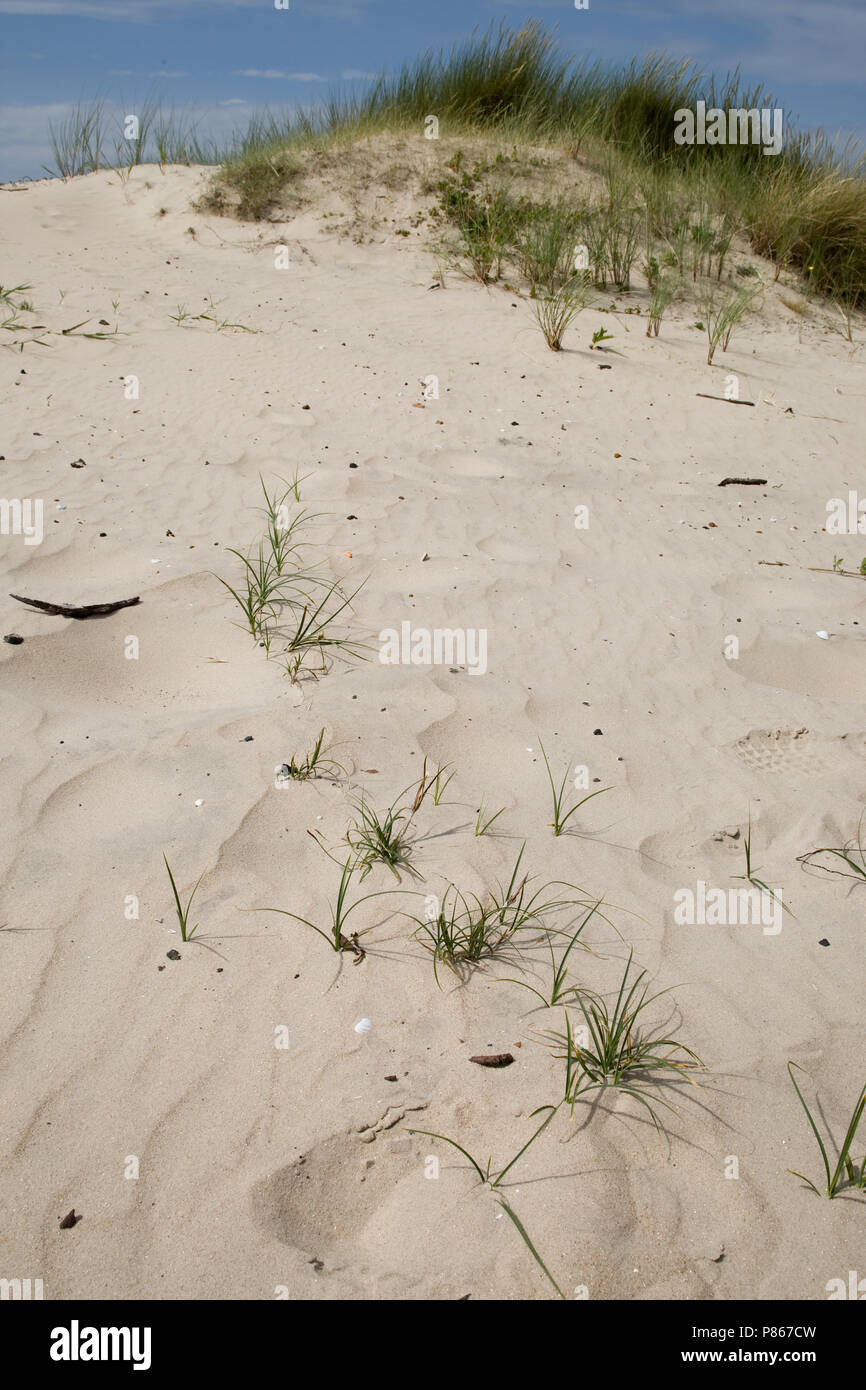 Zandzegge in zandverstuiving; Sand sedge in sandy dunes Stock Photo