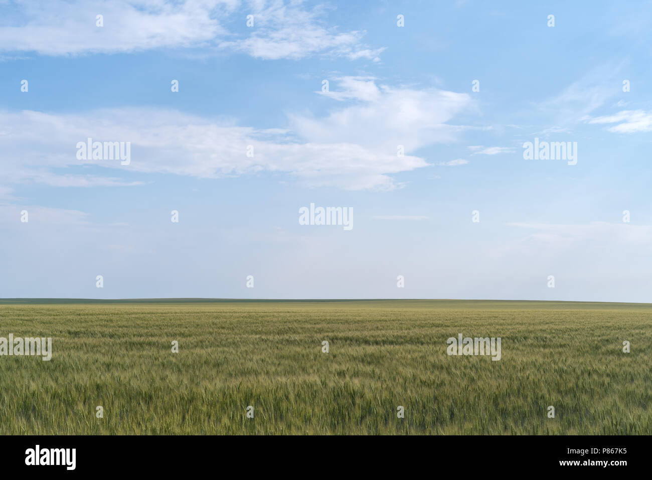 Clouds in sky over green wheat field a month before harvest Stock Photo ...