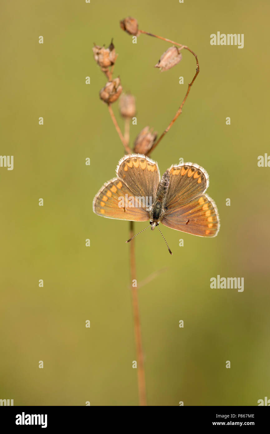 Argus steel hires stock photography and images Alamy