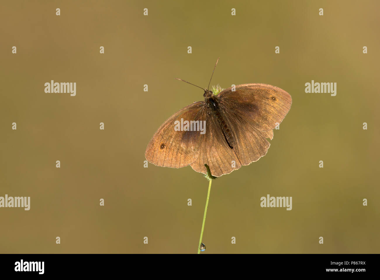 bruin zandoogje met gespreide vleugels; meadow brown with spreaded wings; Stock Photo