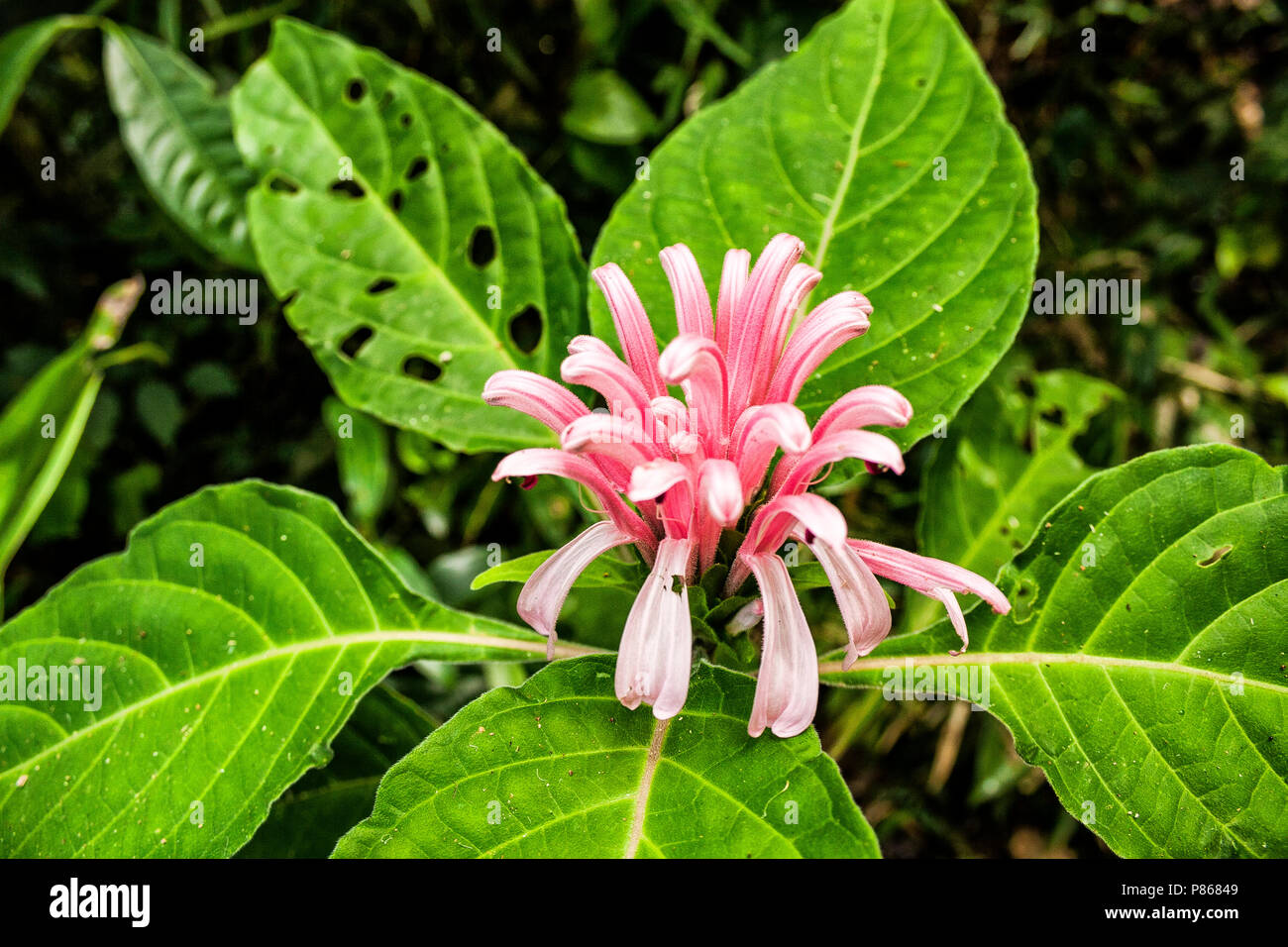 Justícia (Justicia carnea). Florianópolis, Santa Catarina, Brasil. /  Brazilian plume flower (Justicia carnea). Florianópolis, Santa Catarina, Brazil. Stock Photo