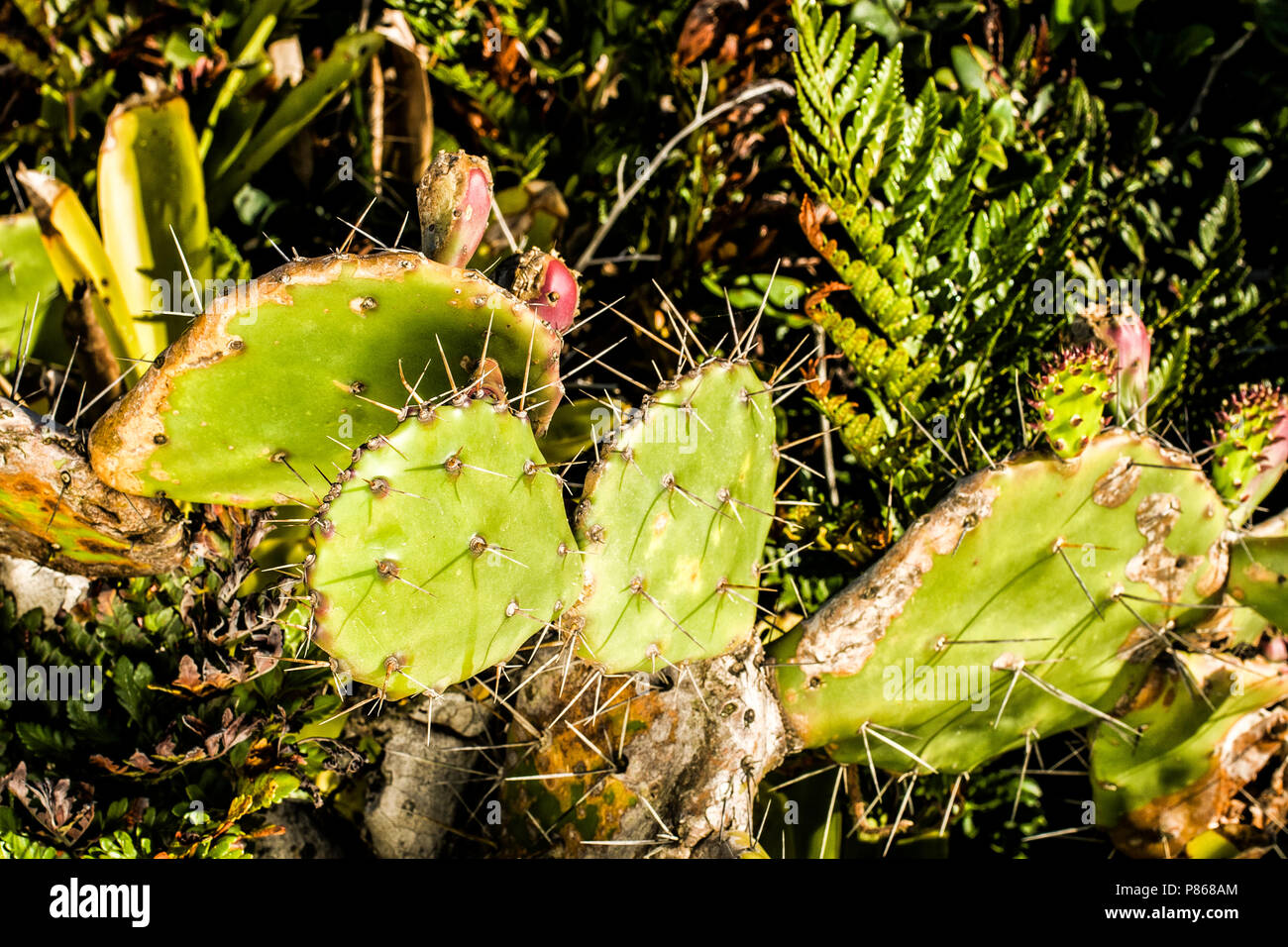 Cactus prickly pear (Opuntia vulgaris) on the dunes of Praia Grande. São Francisco do Sul, Santa Catarina, Brazil. Stock Photo