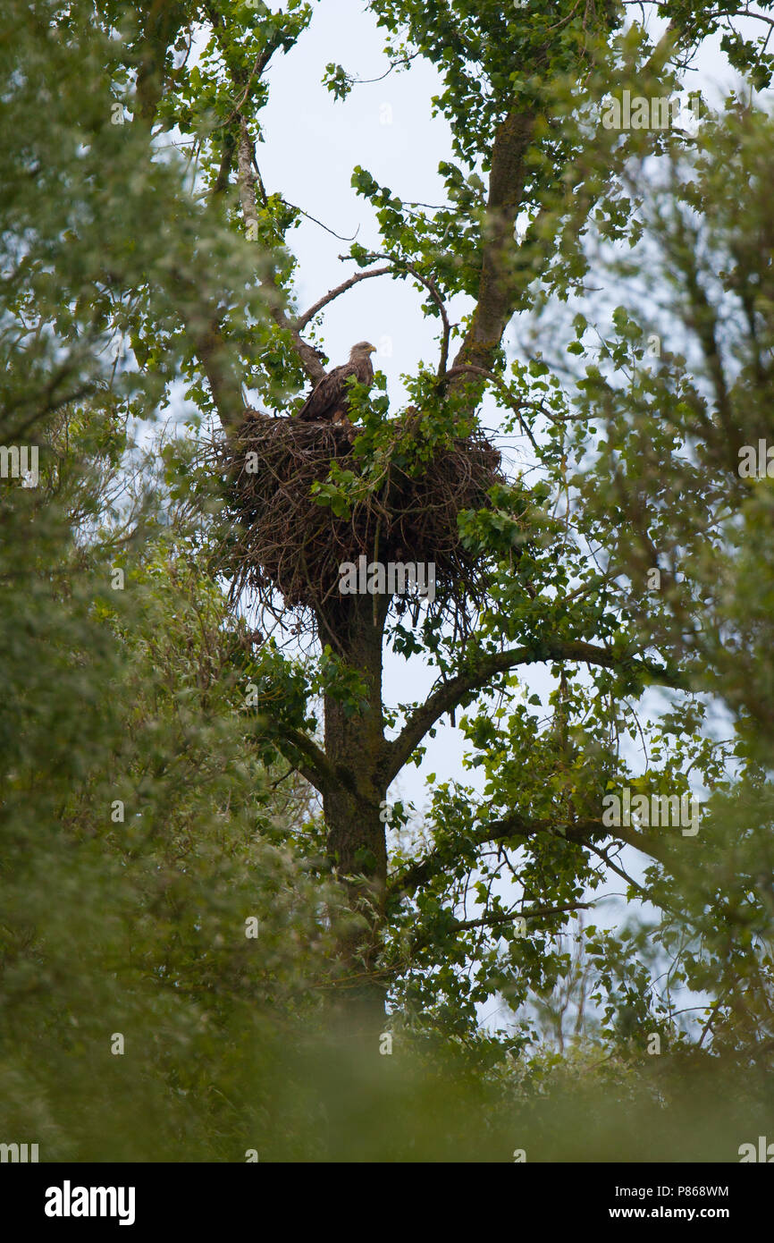 Breeding White-tailed Eagle in the Biesbosch, Netherlands Stock Photo