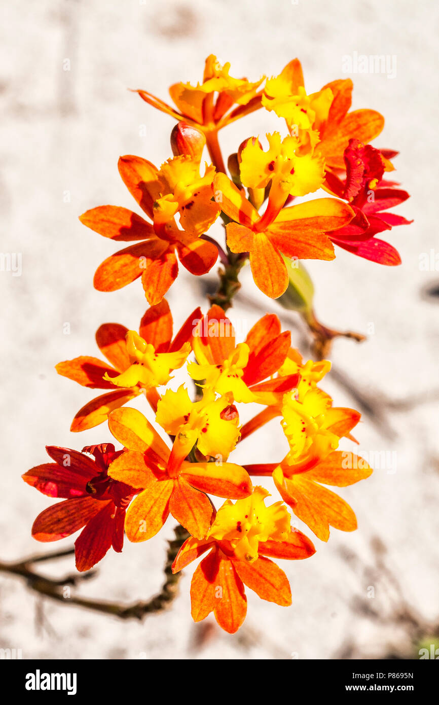 Orchid (Epidendrum radicans) on the dunes of Conceicao Lagoon. Florianopolis, Santa Catarina, Brazil. Stock Photo