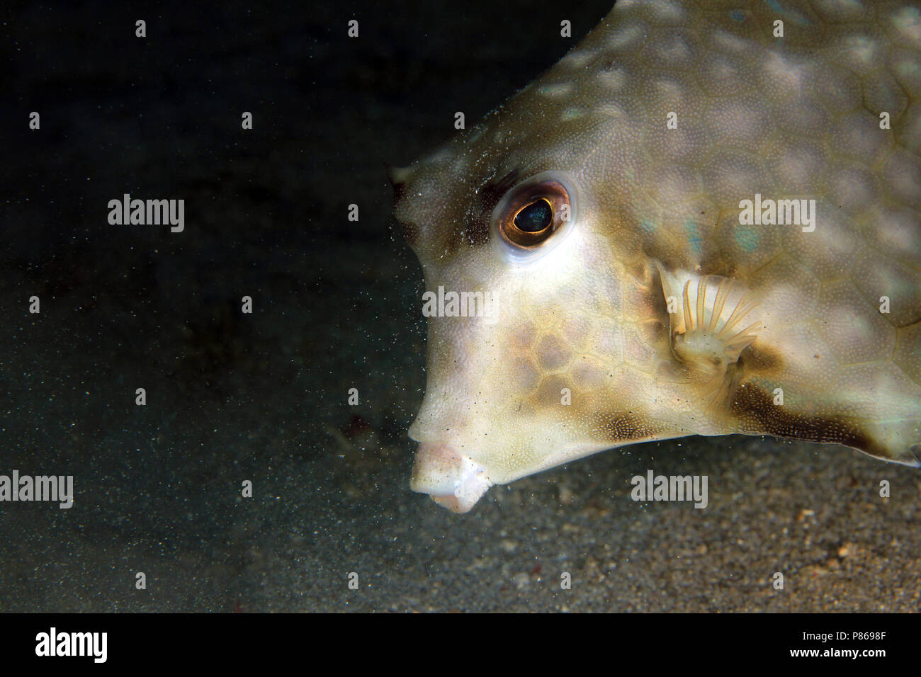 Turretfish anilao hi-res stock photography and images - Alamy
