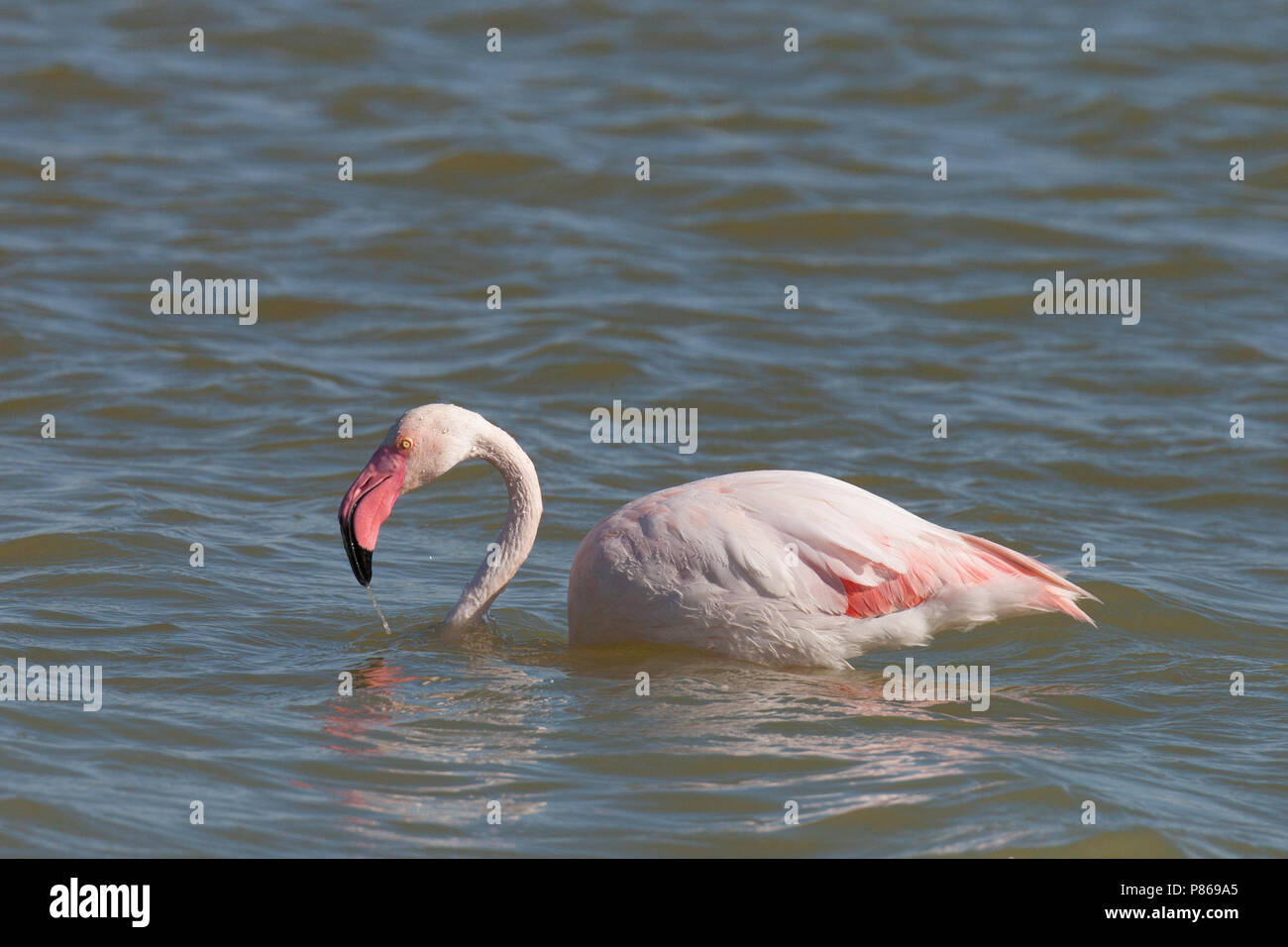 Greater Flamingo, Phoenicopterus roseus) foraging in Spanish coastal waters Stock Photo