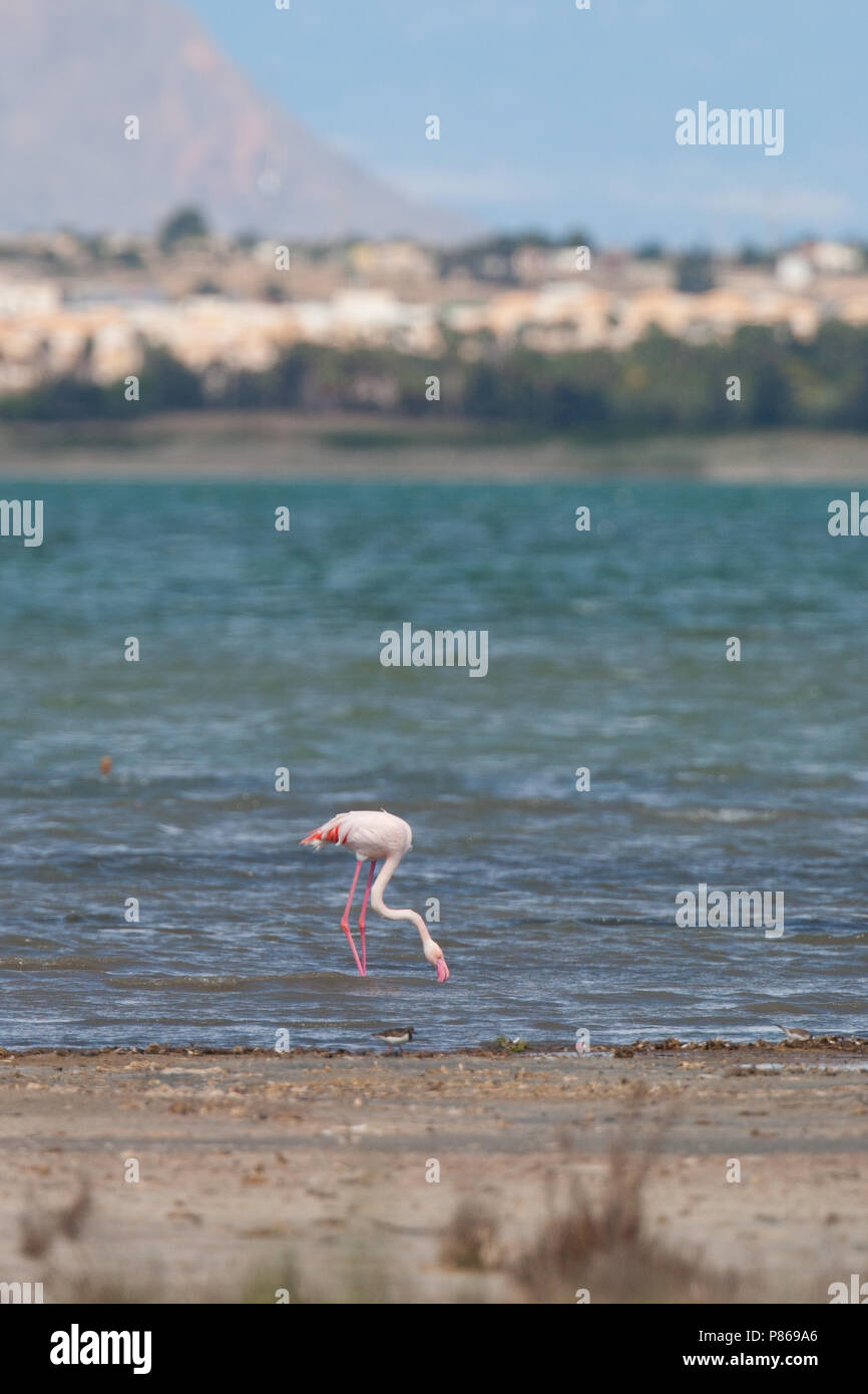 Greater Flamingo, Phoenicopterus roseus) foraging in Spanish coastal waters Stock Photo