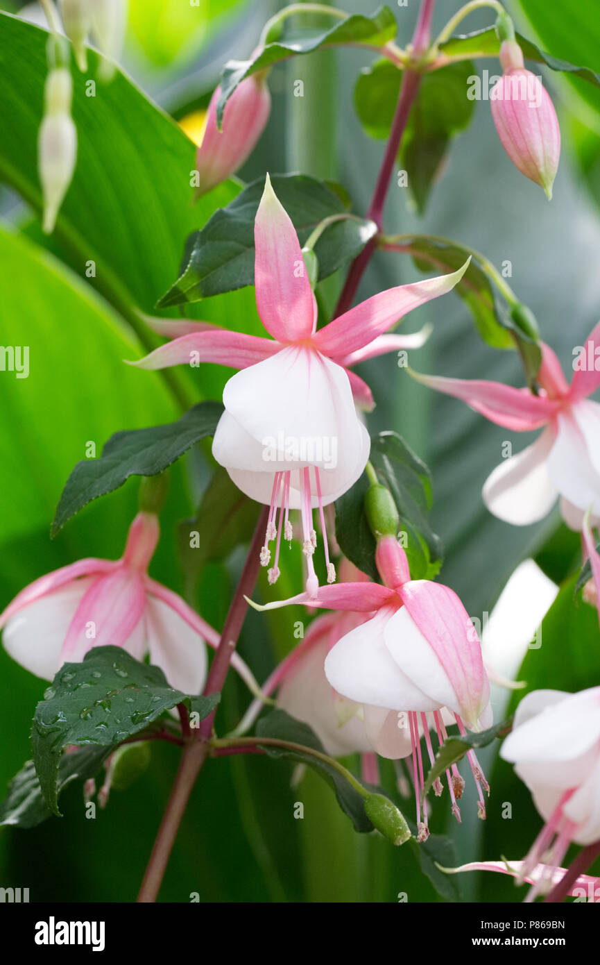 Fuchsia 'Torchlight' flowers. Stock Photo