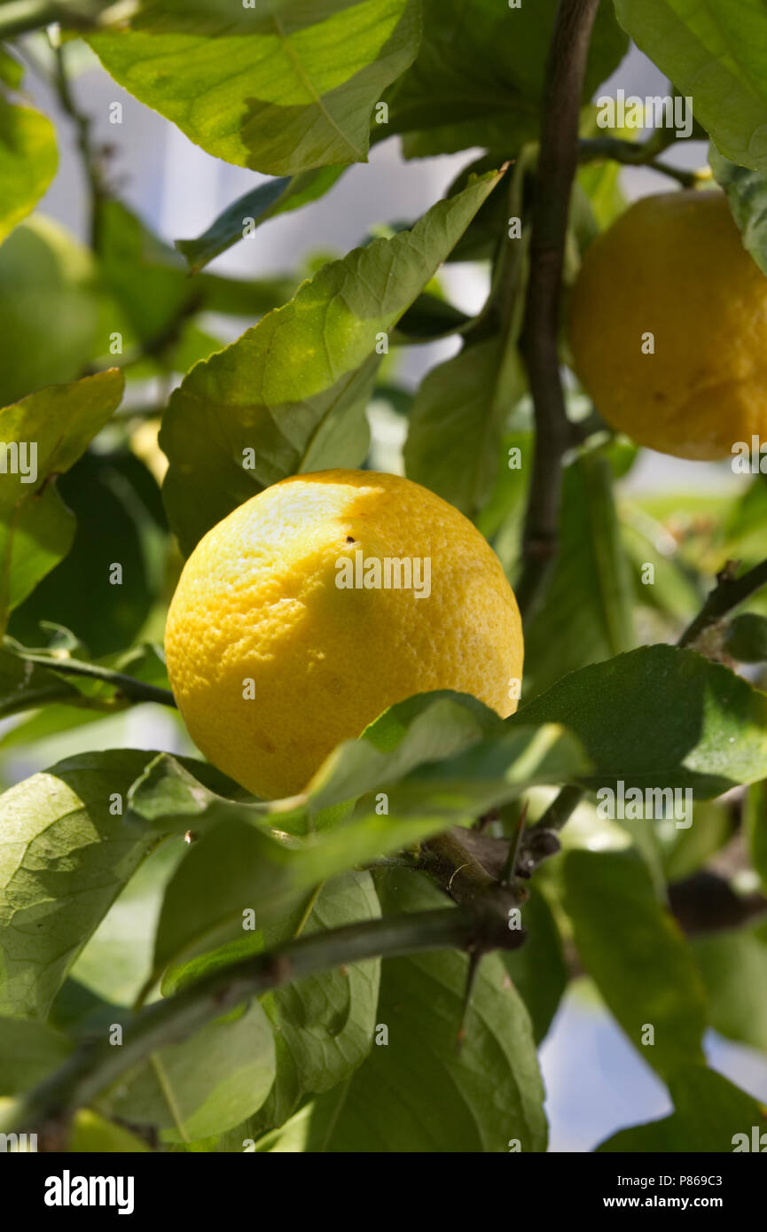 Citrus × limon 'Garey's Eureka'. Lemon fruiting outdoors at RHS Wisley Gardens. Stock Photo