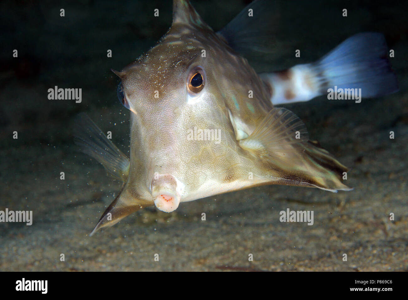 Humpback Turretfish (Tetrosomus gibbosus) from Front. Anilao ...