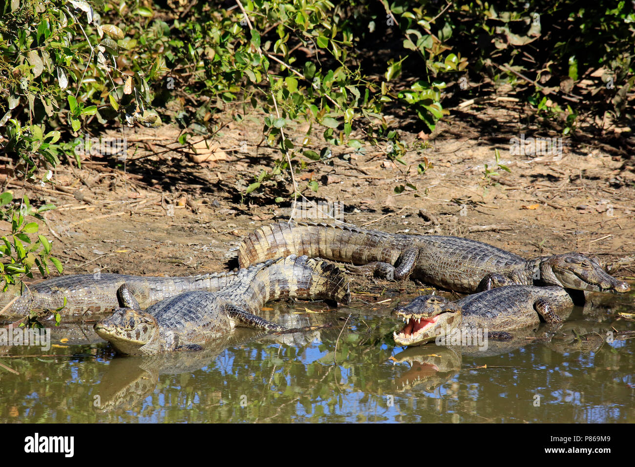 Caiman Rio Yacare Caimans (Caiman yacare) on River Bank. Rio Claro, Pantanal ...