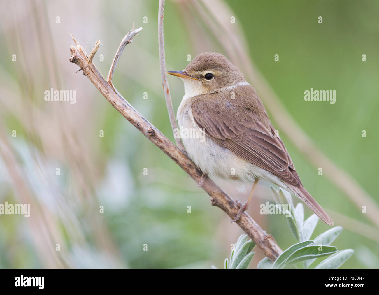 Iduna Caligata High Resolution Stock Photography and Images - Alamy