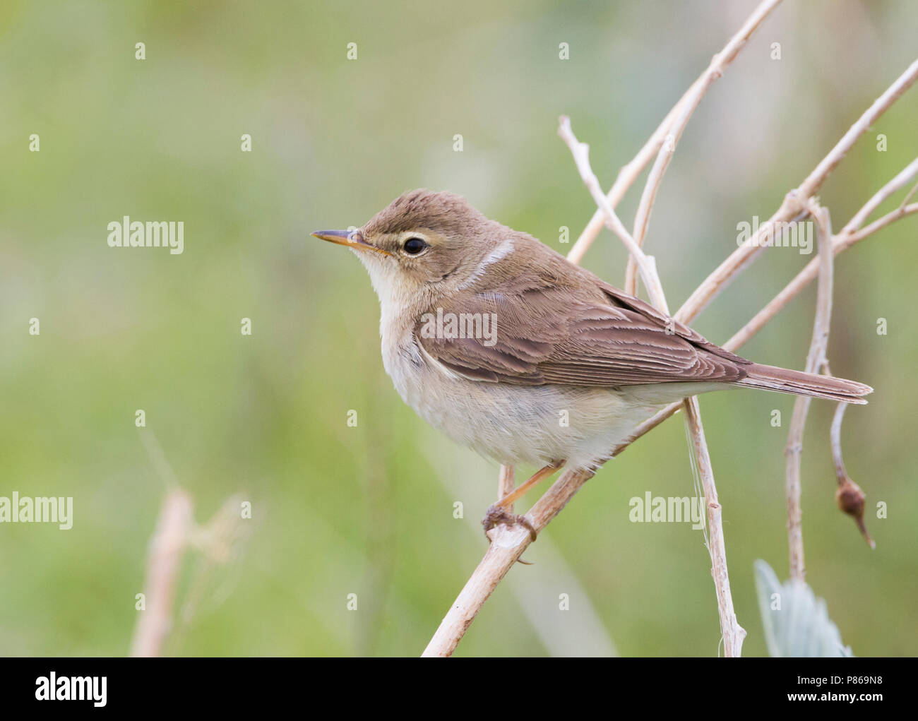 Booted Warbler - Buschspötter - Iduna caligata, Kazakhstan Stock Photo ...