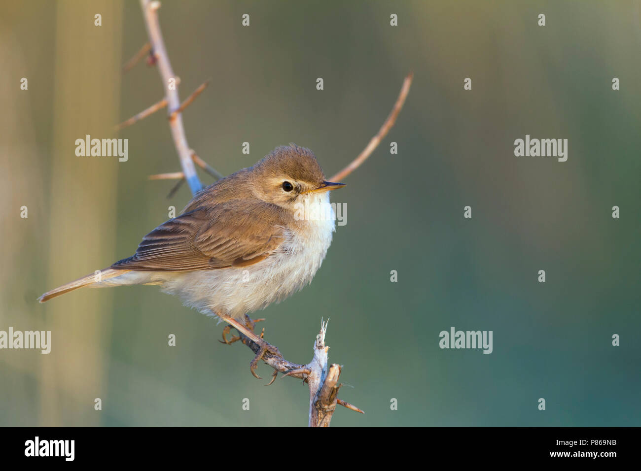 Booted Warbler - Buschspötter - Iduna caligata, Kazakhstan Stock Photo ...