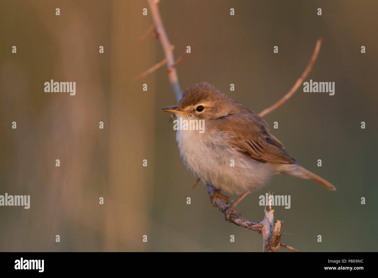 Booted Warbler - Buschspötter - Iduna caligata, Kazakhstan Stock Photo ...
