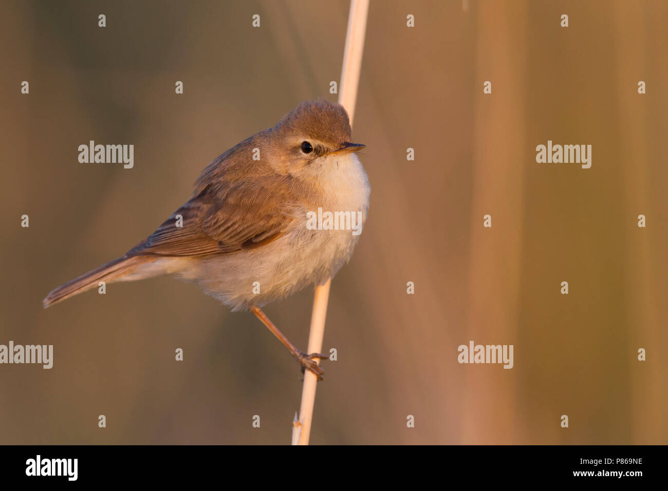 Iduna caligata hi-res stock photography and images - Alamy
