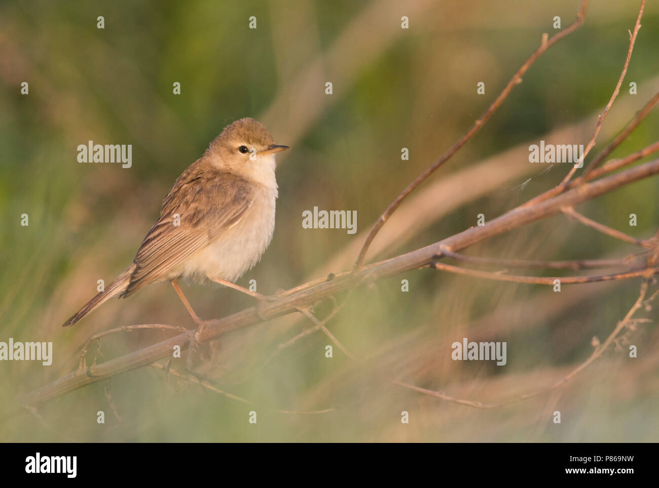 Booted Warbler - Buschspötter - Iduna caligata, Russia (Ural Stock ...