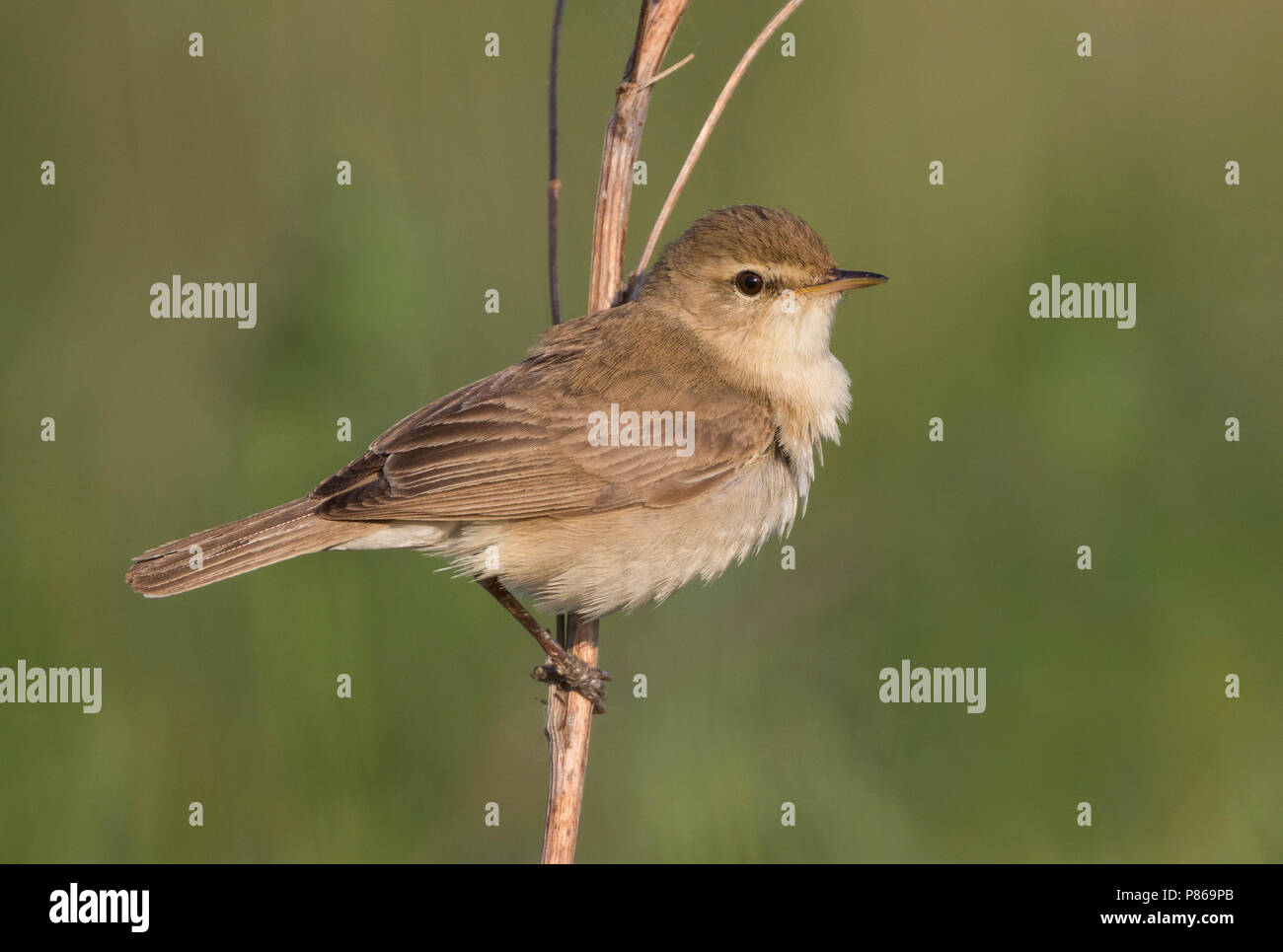 Booted Warbler - Buschspötter - Iduna caligata, Russia (Ural Stock ...