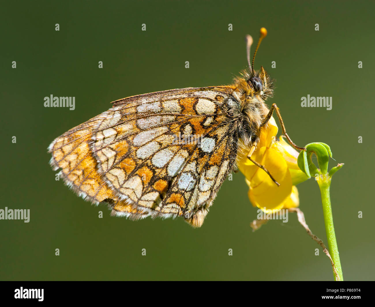 Bosparelmoervlinder / Heath Fritillary (Melitaea athalia) Stock Photo