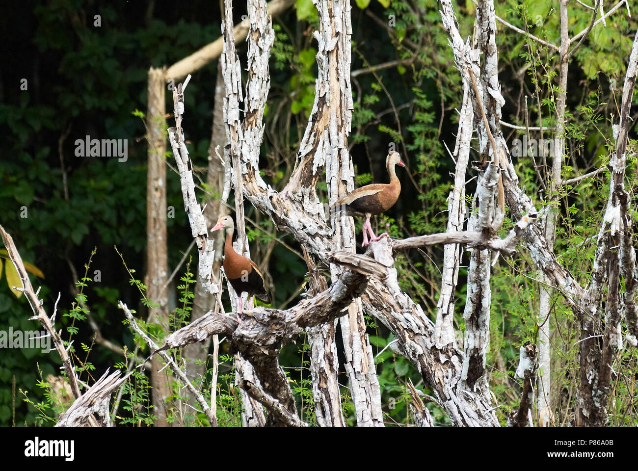 Black-bellied whistling duck (Dendrocygna autumnalis) somewhere in Calakmul Biosphere Reserve, Yucatan peninsula, Campeche, Mexico. Stock Photo