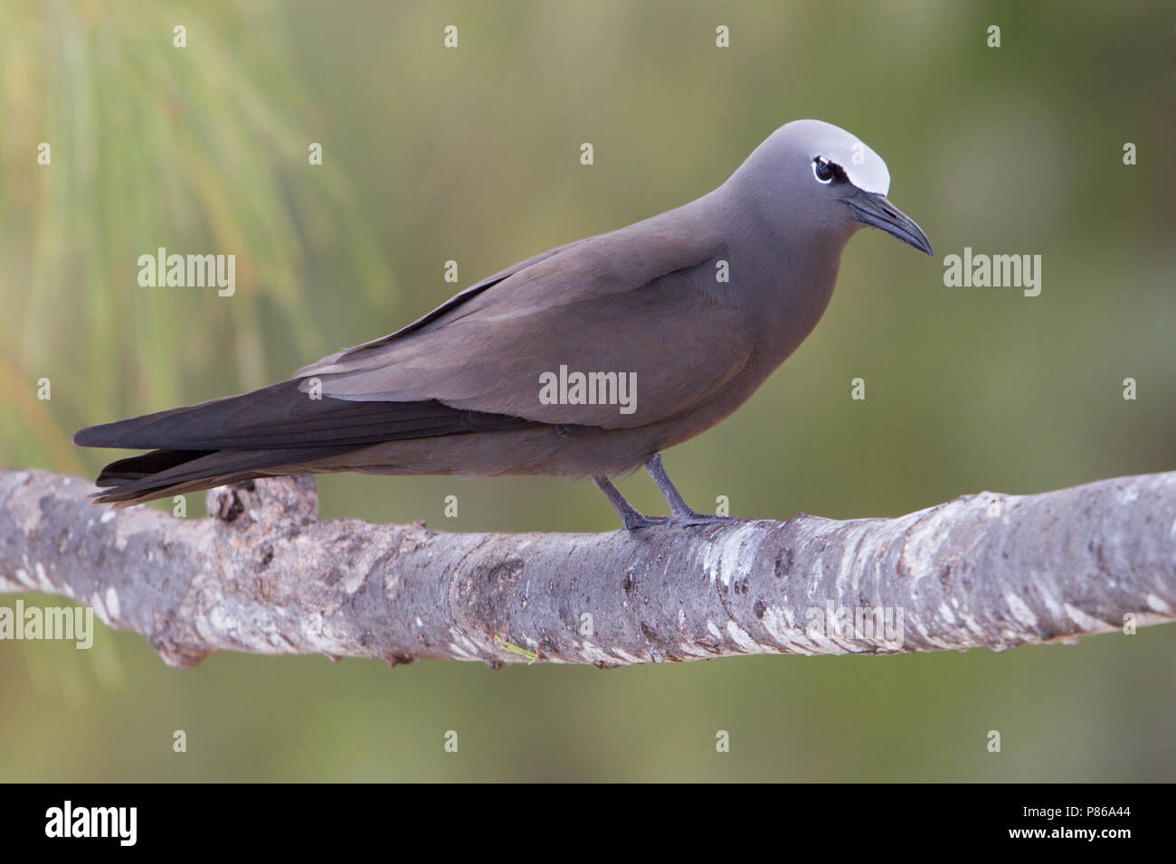 Brown Noddy (Anous stolidus) on Rodrigues Island. Stock Photo