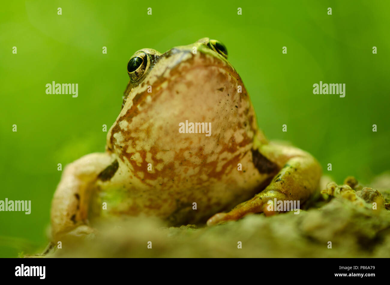 Bruine Kikker, Common Frog Stock Photo Alamy