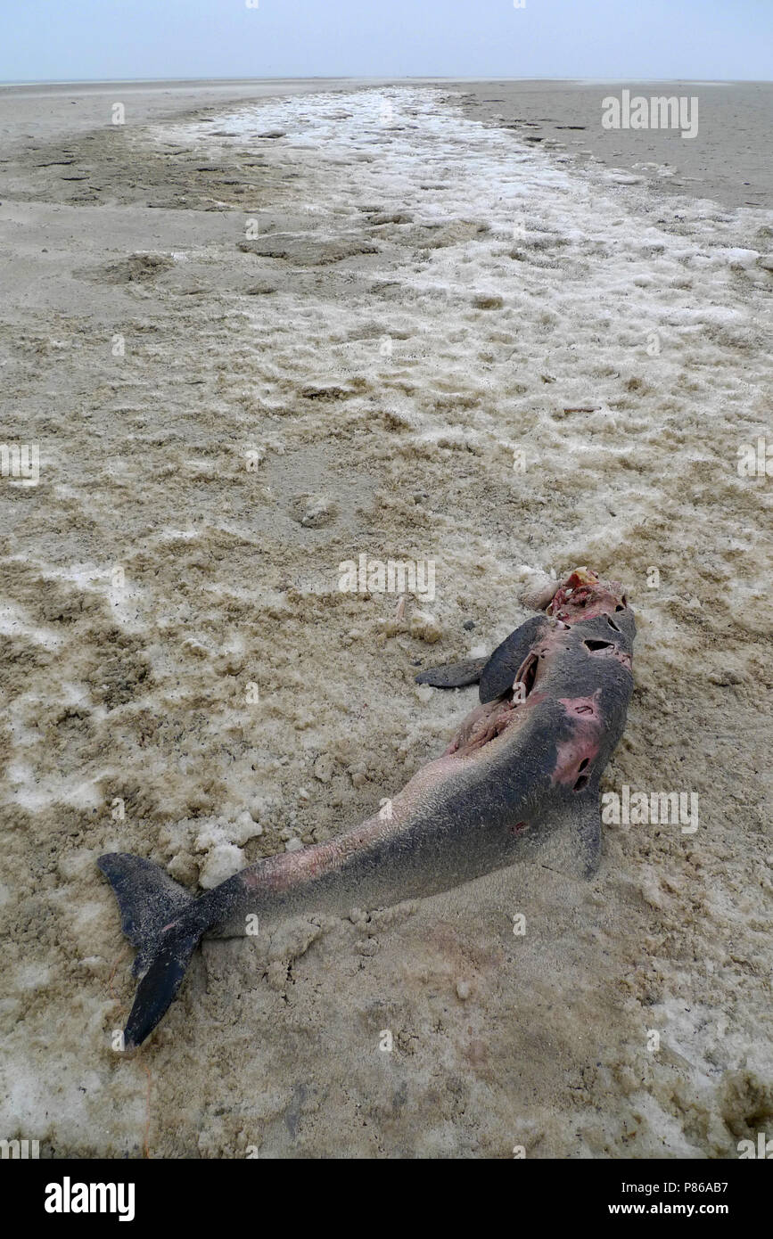 Bruinvis dood op strand staand beeld; Harbor porpoise dead on beach upright image Stock Photo