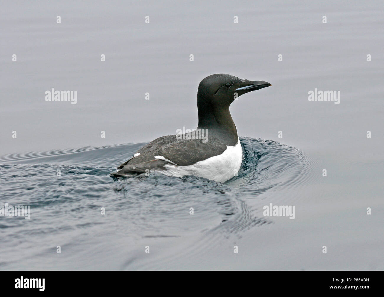 Thick-billed Murre (Uria lomvia) during artctic summer in Svalbard, Norway Stock Photo