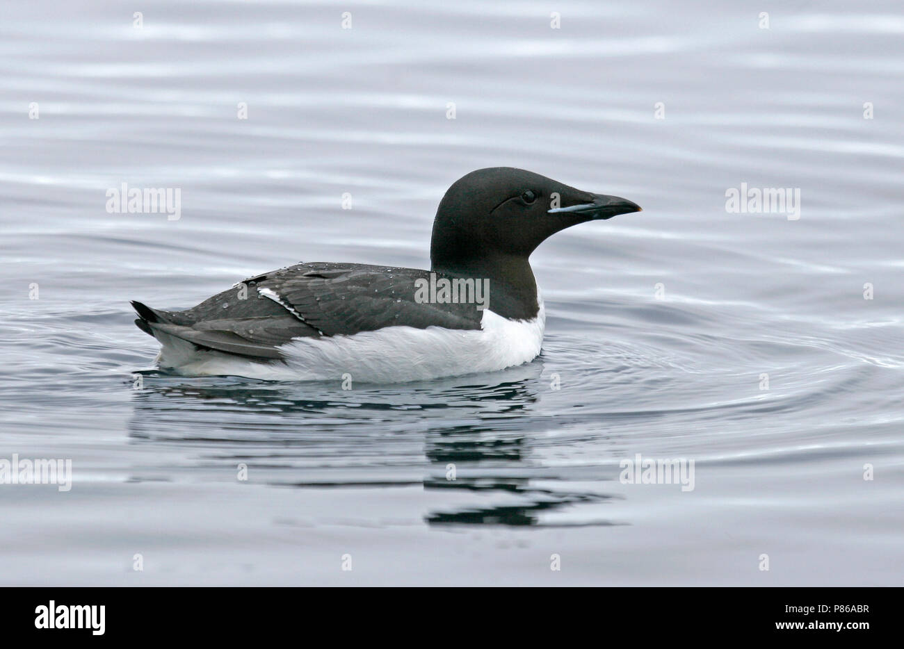 Thick-billed Murre (Uria lomvia) during artctic summer in Svalbard, Norway Stock Photo