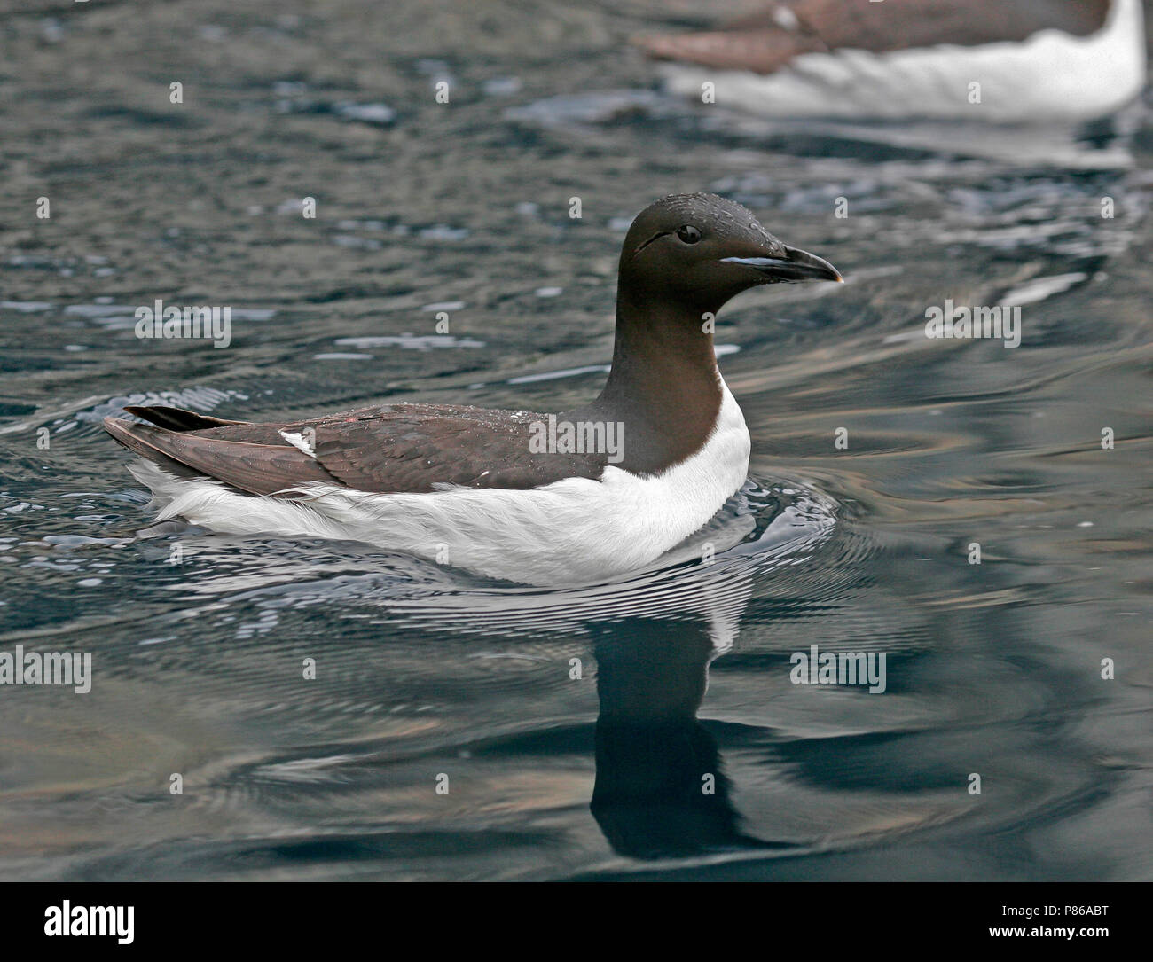 Thick-billed Murre (Uria lomvia) during artctic summer in Svalbard, Norway Stock Photo