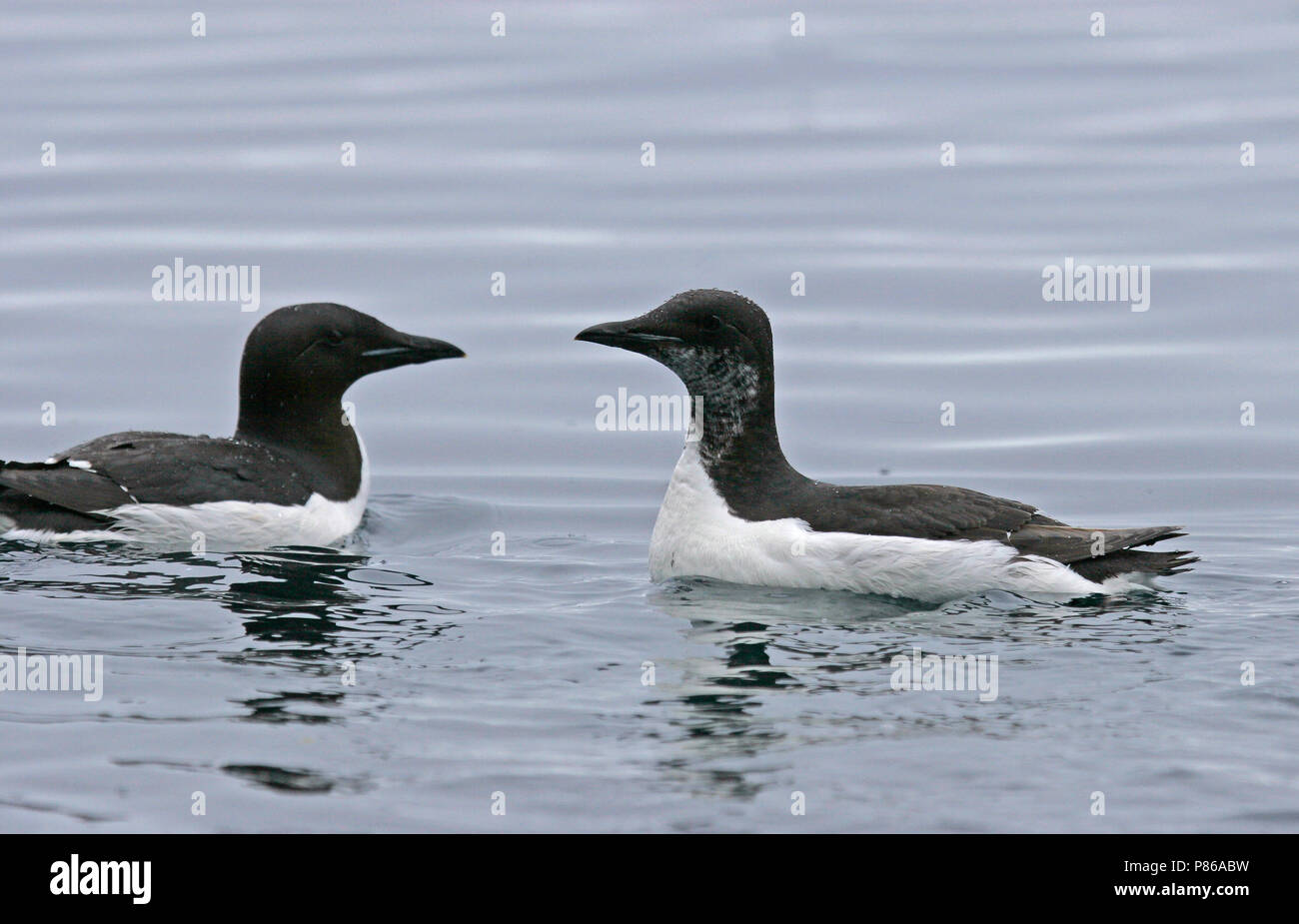 Thick-billed Murre (Uria lomvia) during artctic summer in Svalbard, Norway Stock Photo