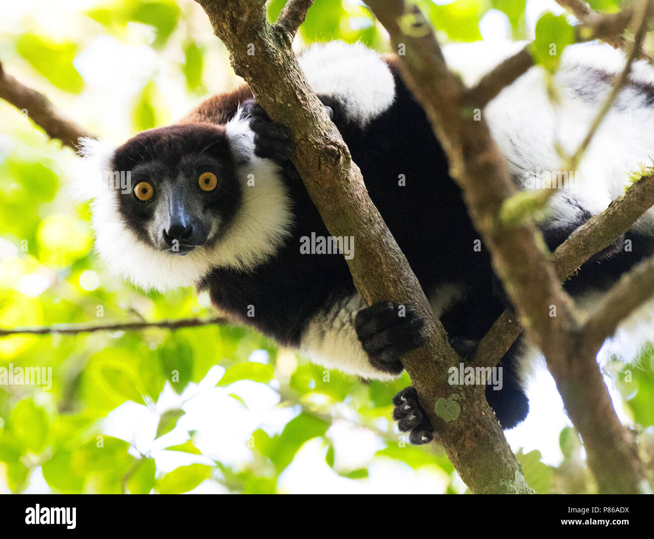 Vari, Black-and-white ruffed lemur, Varecia variegata Stock Photo