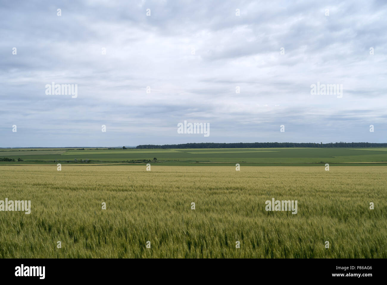Clouds in sky over green wheat field a month before harvest Stock Photo ...