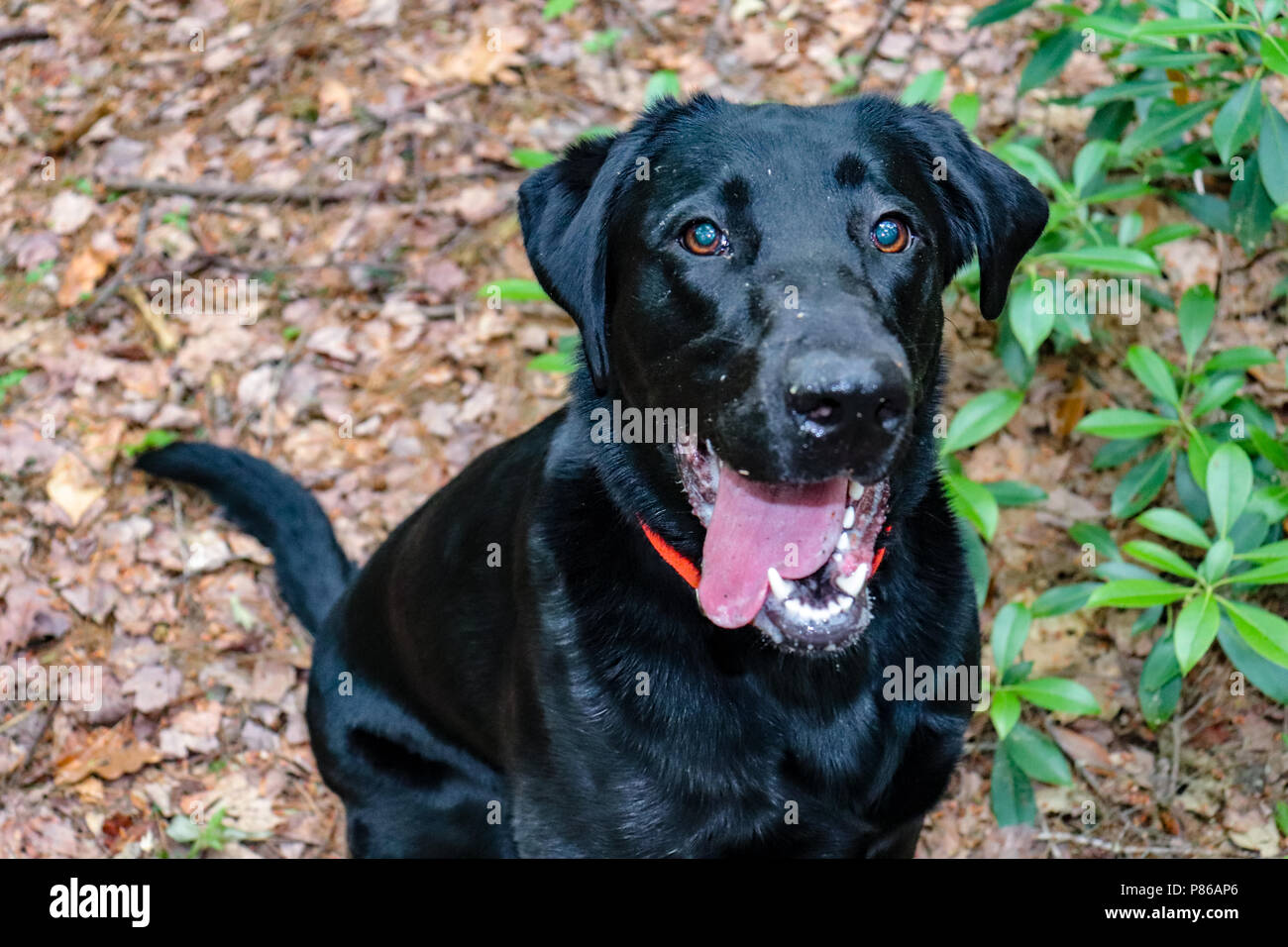 Happy Labrador Retriever Stock Photo