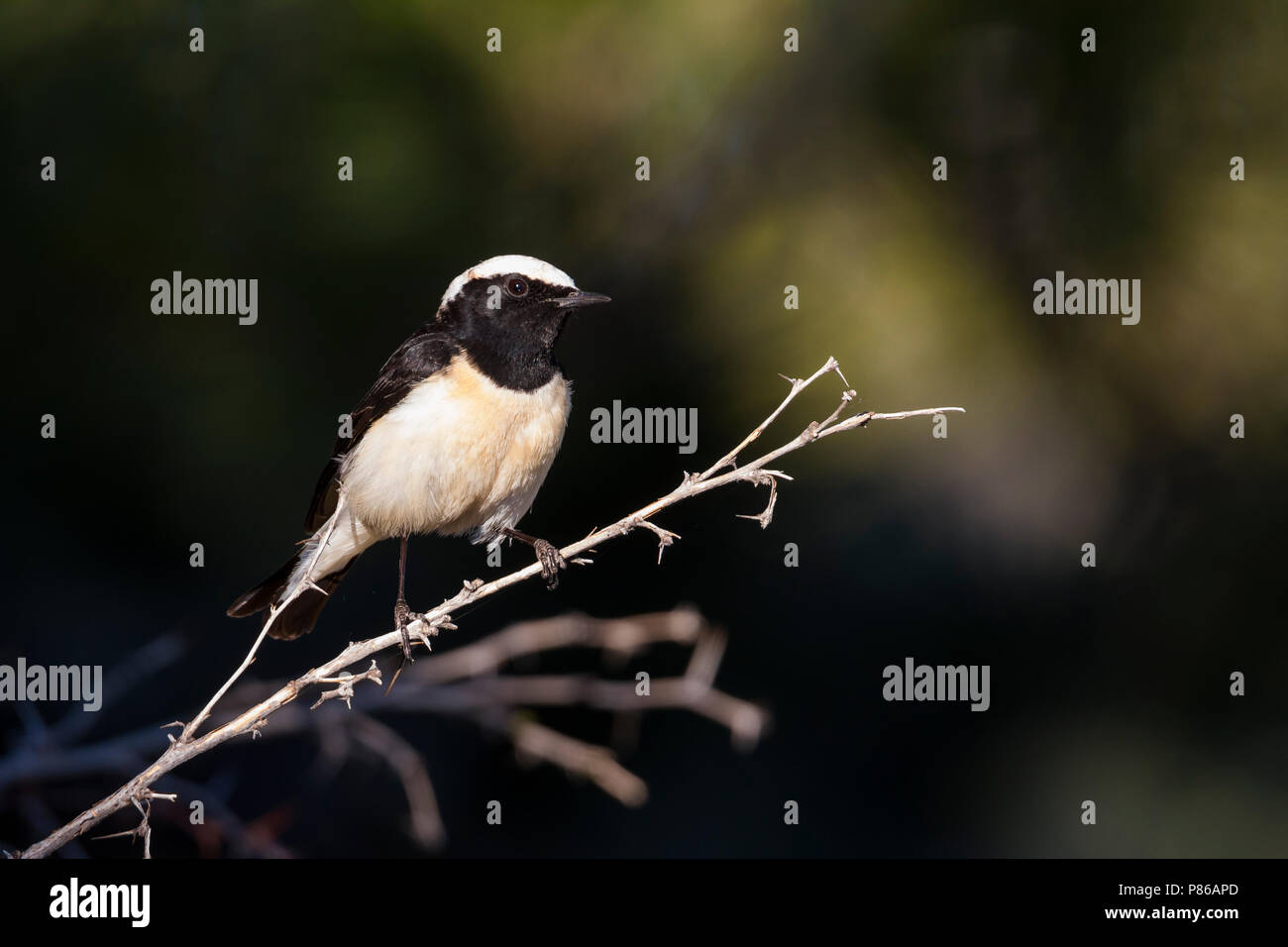 Cyprus Wheatear - Zypernsteinschmätzer - Oenanthe cypriaca, Cyprus, adult male Stock Photo