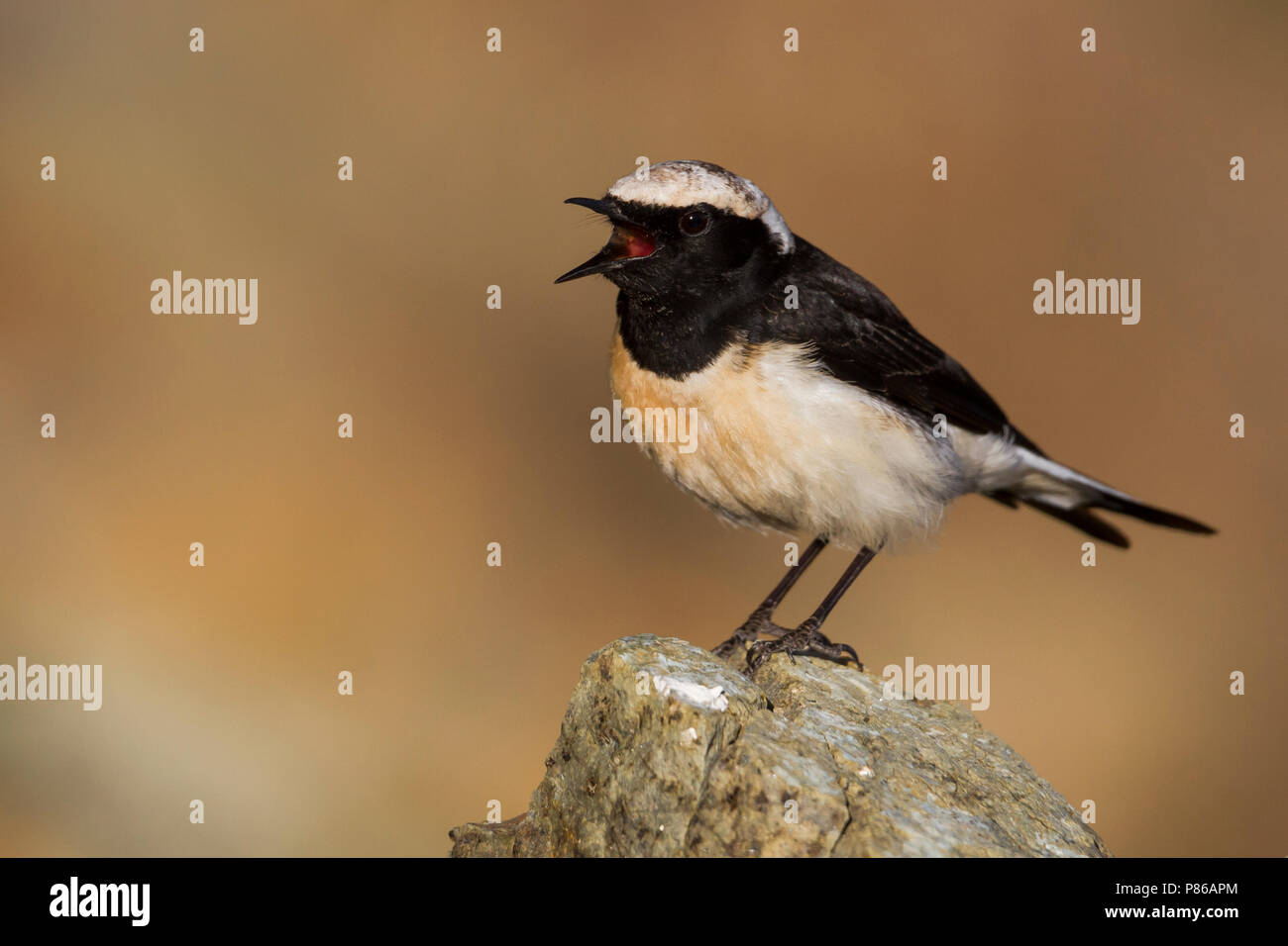 Cyprus Wheatear - Zypernsteinschmätzer - Oenanthe cypriaca, Cyprus, adult male Stock Photo